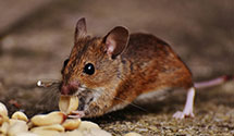 gopher-and-mole-control Experts in Buena
